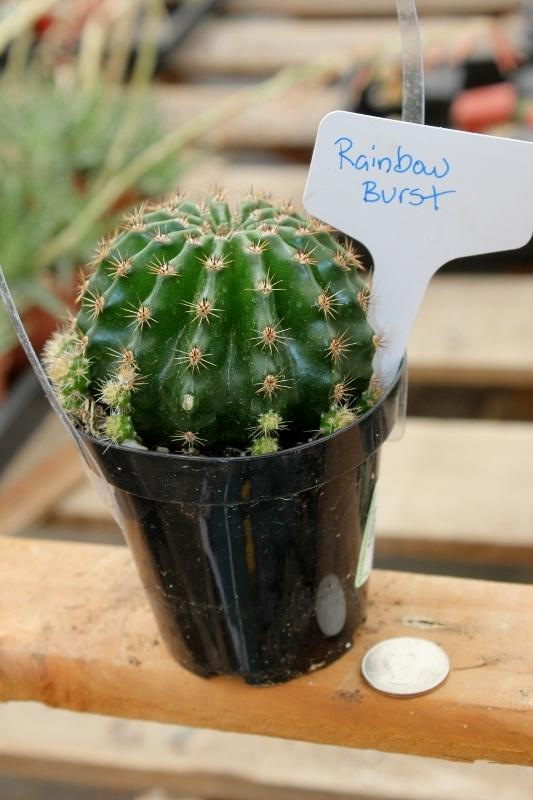 Echinobivia Rainbow Burst Ornamental Cactus-Cactus - Large - Exact-The Succulent Source