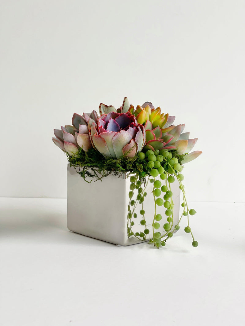 Elegant Metallic Glazed Ceramic Cube, Planted with Succulents-Succulent - Arrangement-The Succulent Source