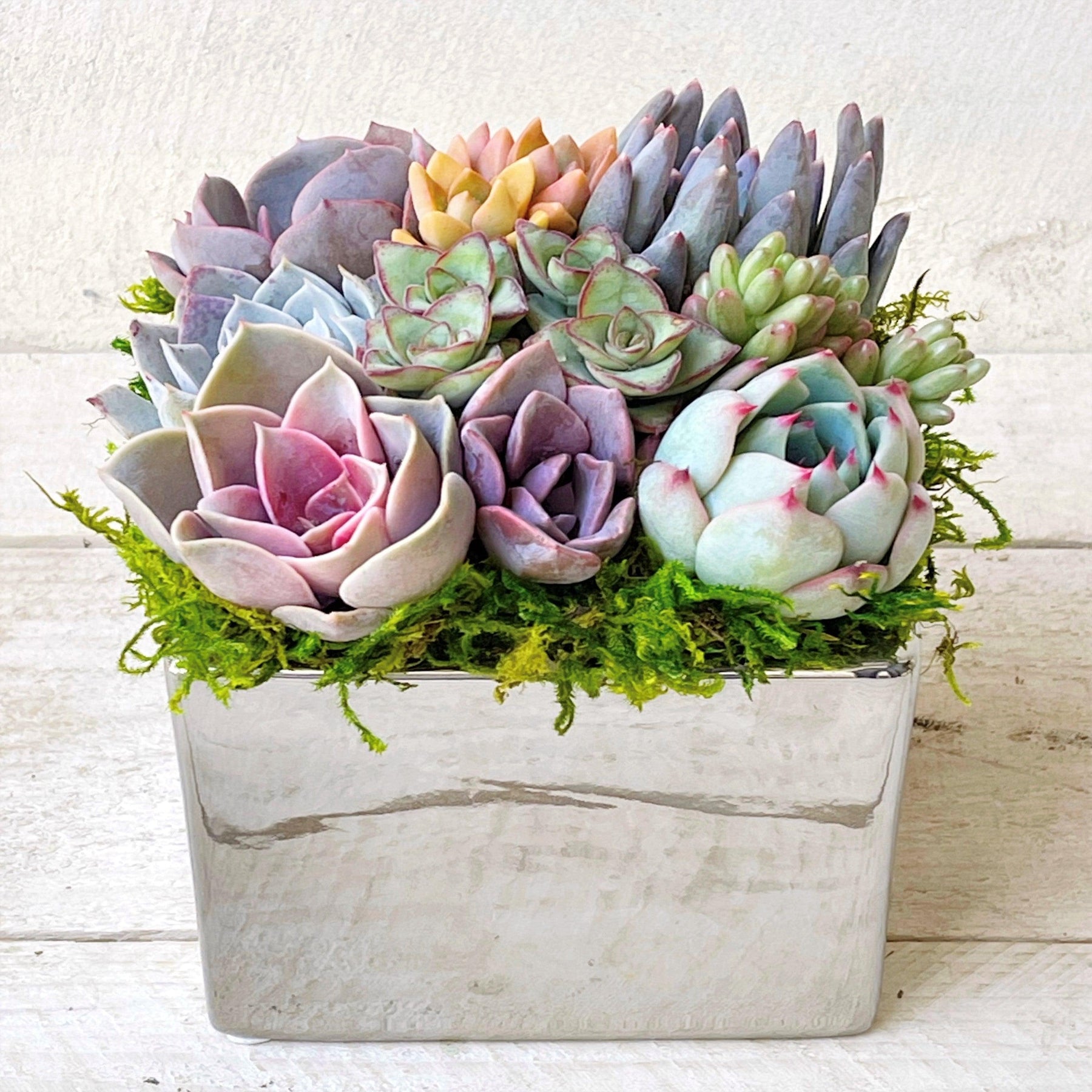 Elegant Metallic Glazed Ceramic Cube, Planted with Succulents.