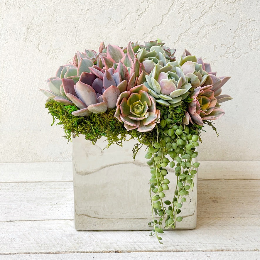 Elegant Metallic Glazed Ceramic Cube, Planted with Succulents.