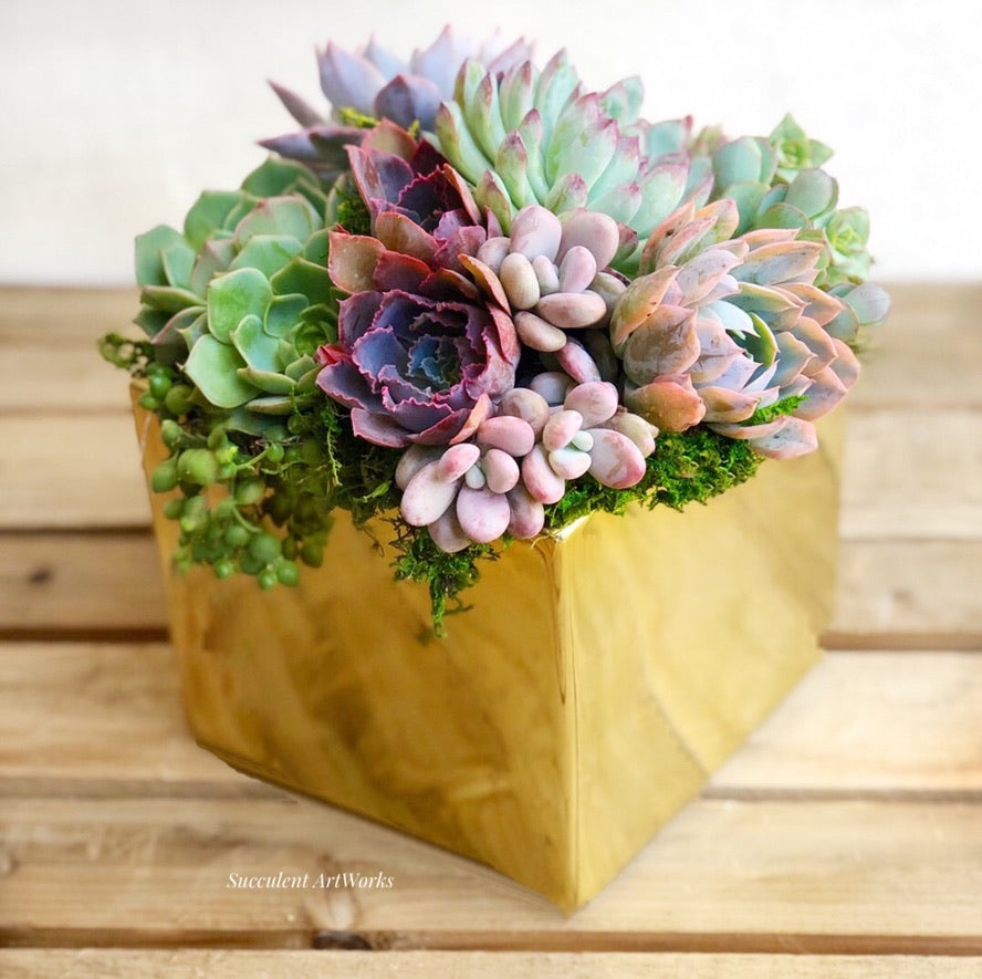 Elegant Metallic Glazed Ceramic Cube, Planted with Succulents.