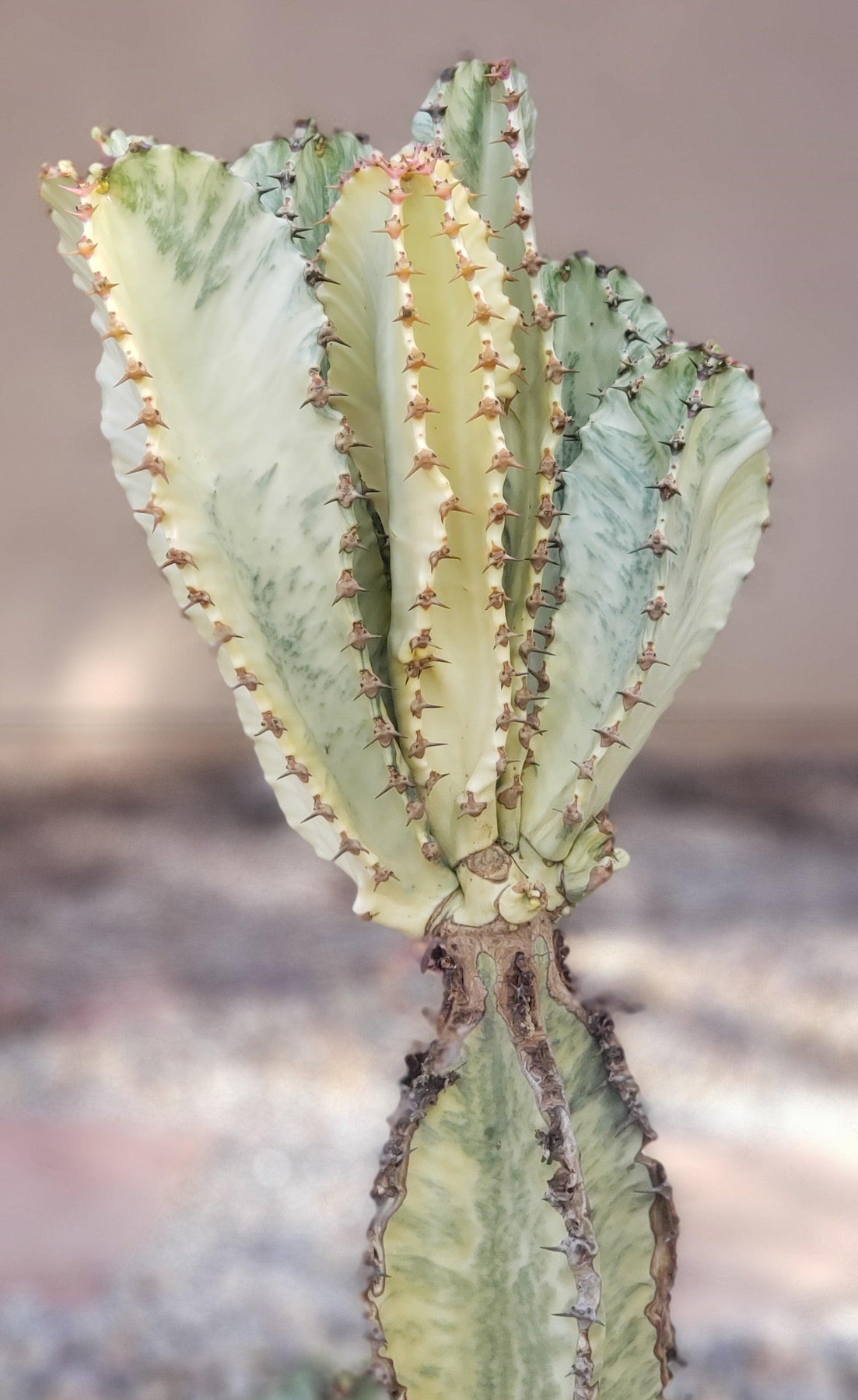 Euphorbias by James-Cactus - Small-The Succulent Source