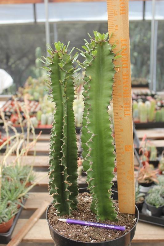 Euphorbias by James-Cactus - Small-The Succulent Source
