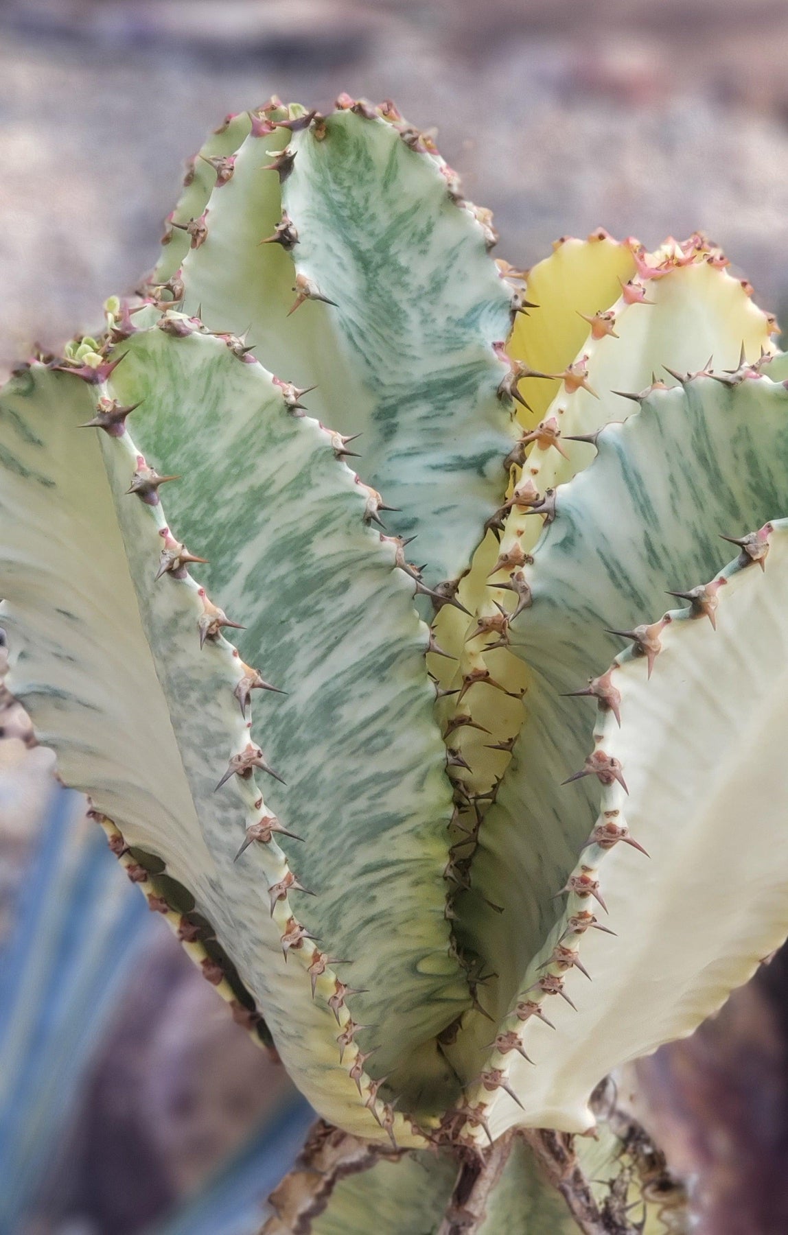 Euphorbias by James-Cactus - Small-The Succulent Source