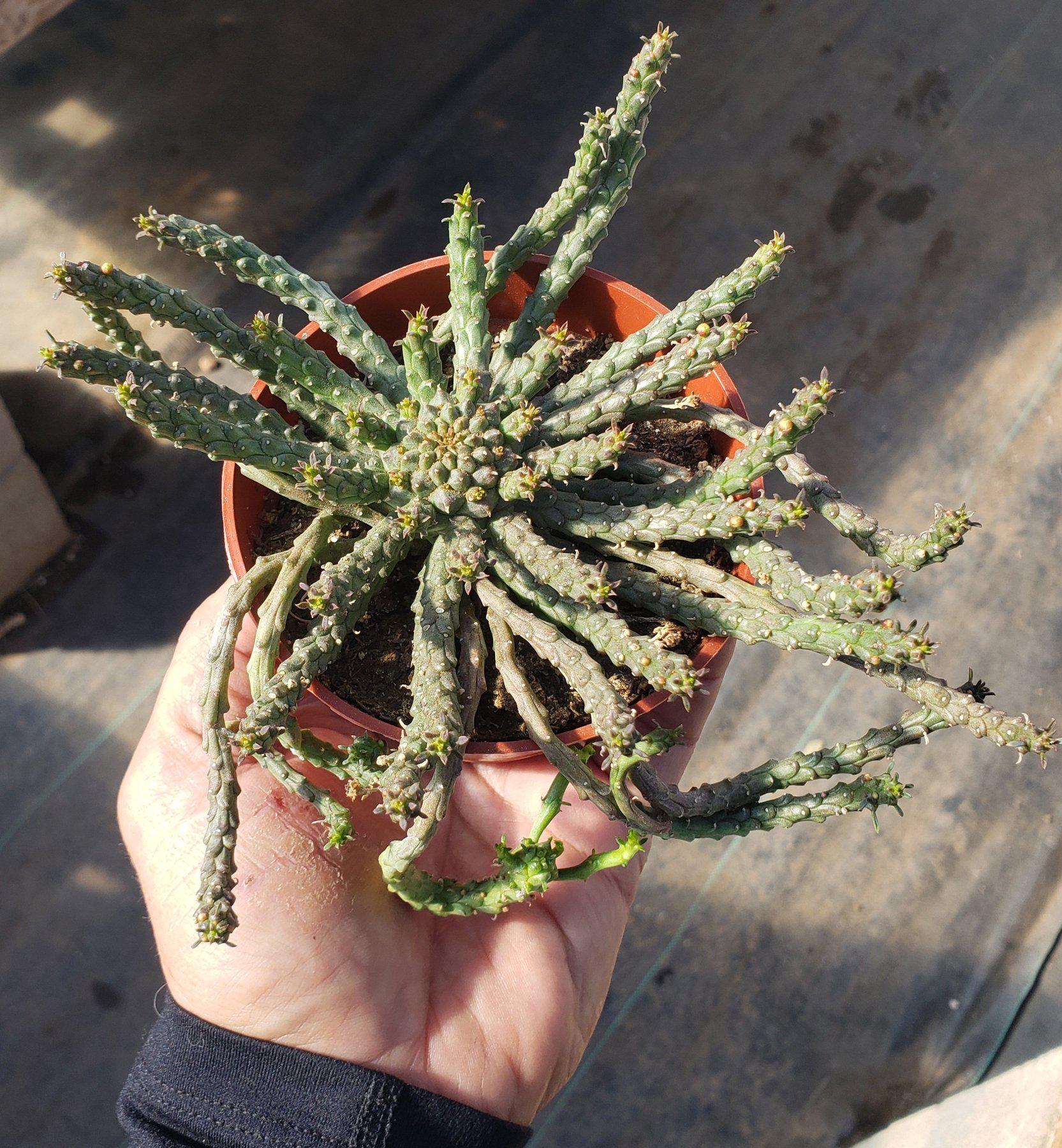 Euphorbias by James-Cactus - Small-The Succulent Source