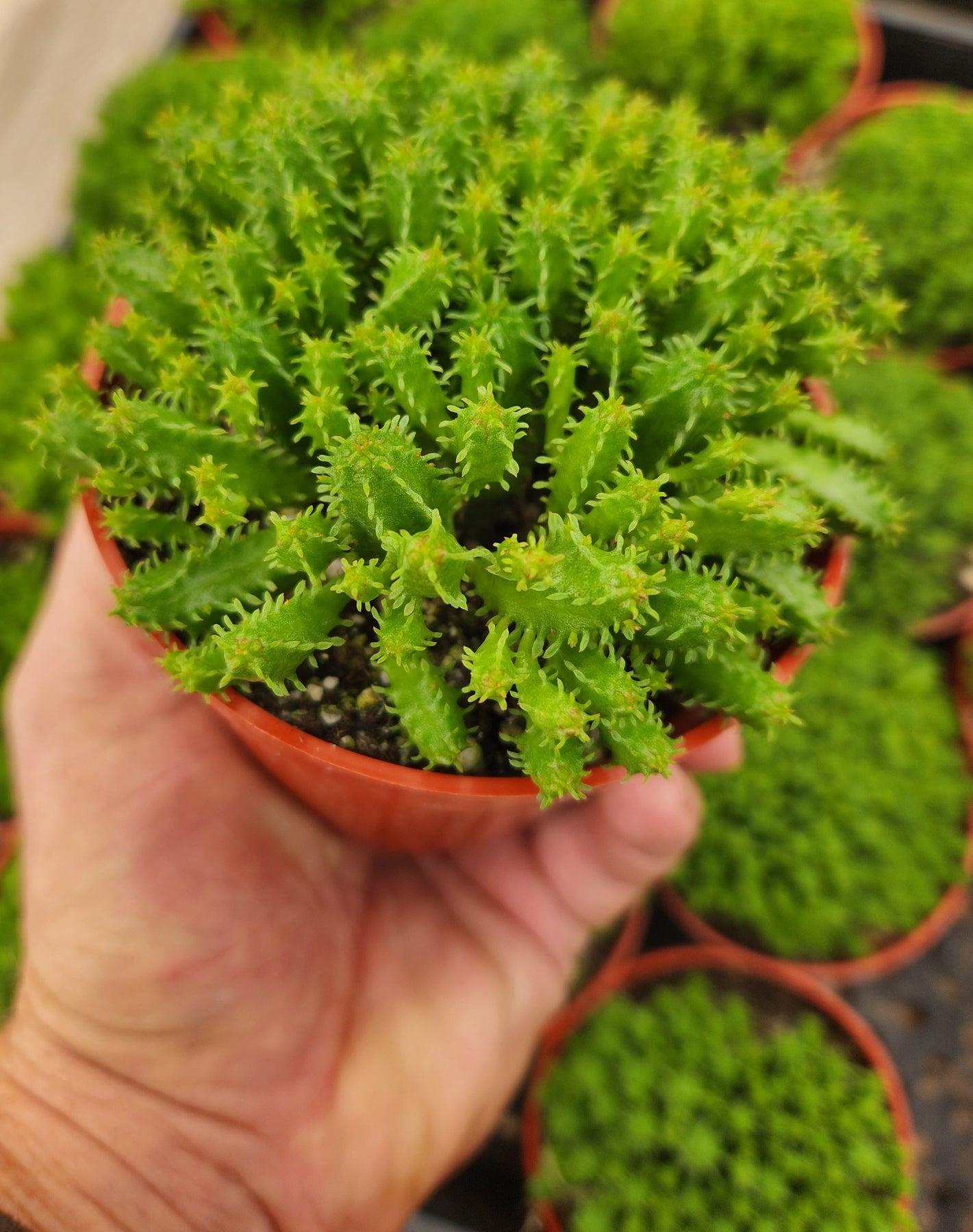 Euphorbias by James-Cactus - Small-The Succulent Source