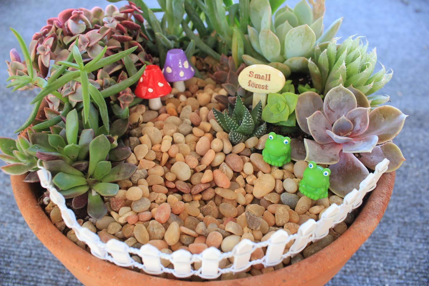 fairy garden succulent plants Fairy Garden Items