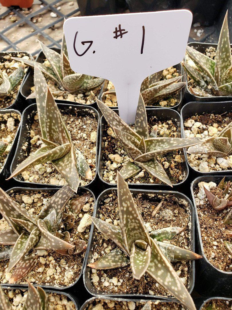 gasteria succulent types Gasterias & Sanseverias