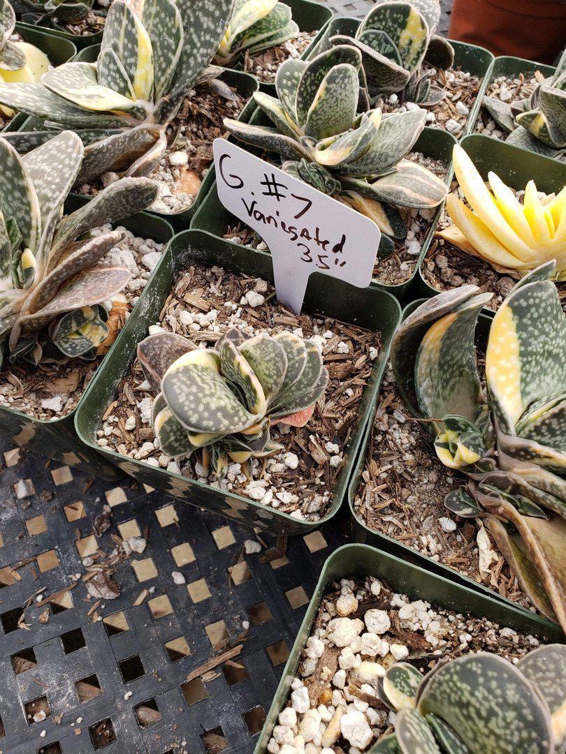 Gasterias & Sanseverias-Succulent - Small-The Succulent Source