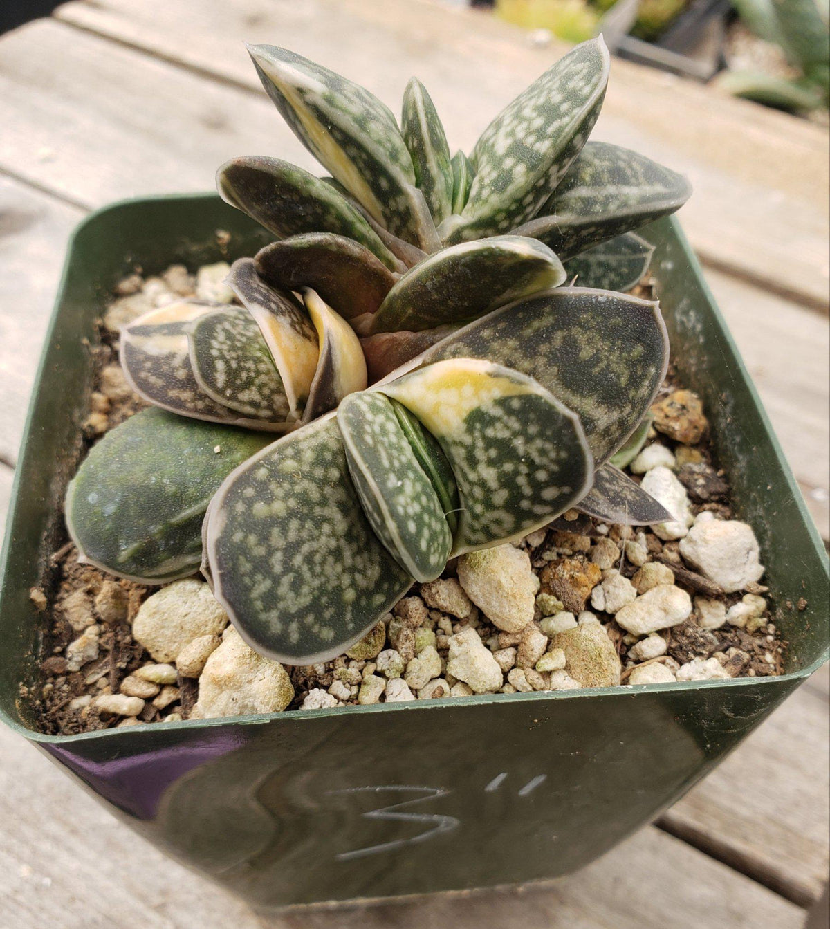Gasterias & Sanseverias-Succulent - Small-The Succulent Source