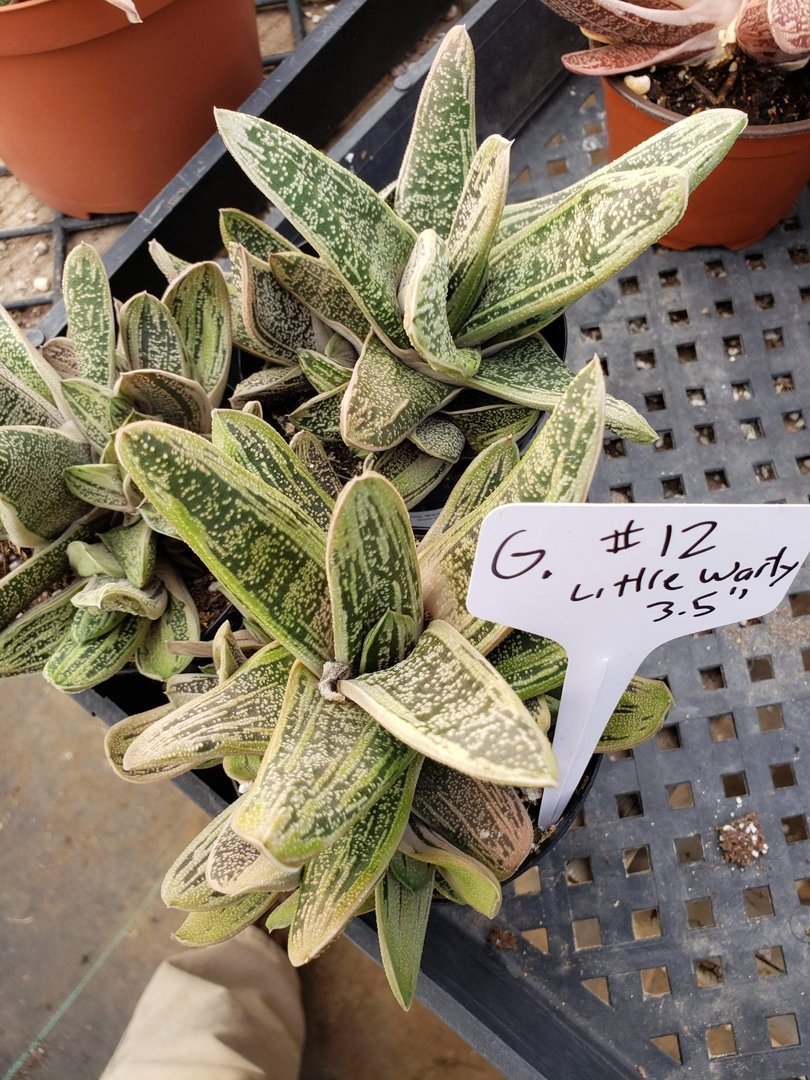 Gasterias & Sanseverias-Succulent - Small-The Succulent Source
