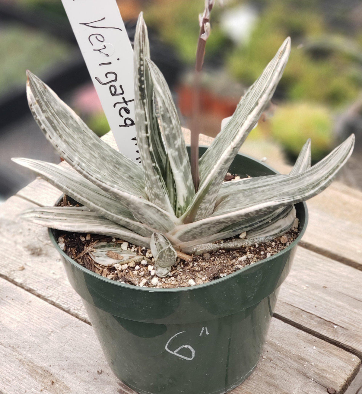 Gasterias & Sanseverias-Succulent - Small-The Succulent Source