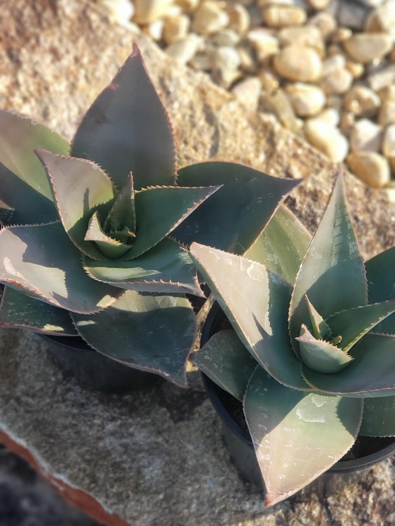 Ghost Aloe Potted in 1 gallon-Succulent - Large-The Succulent Source