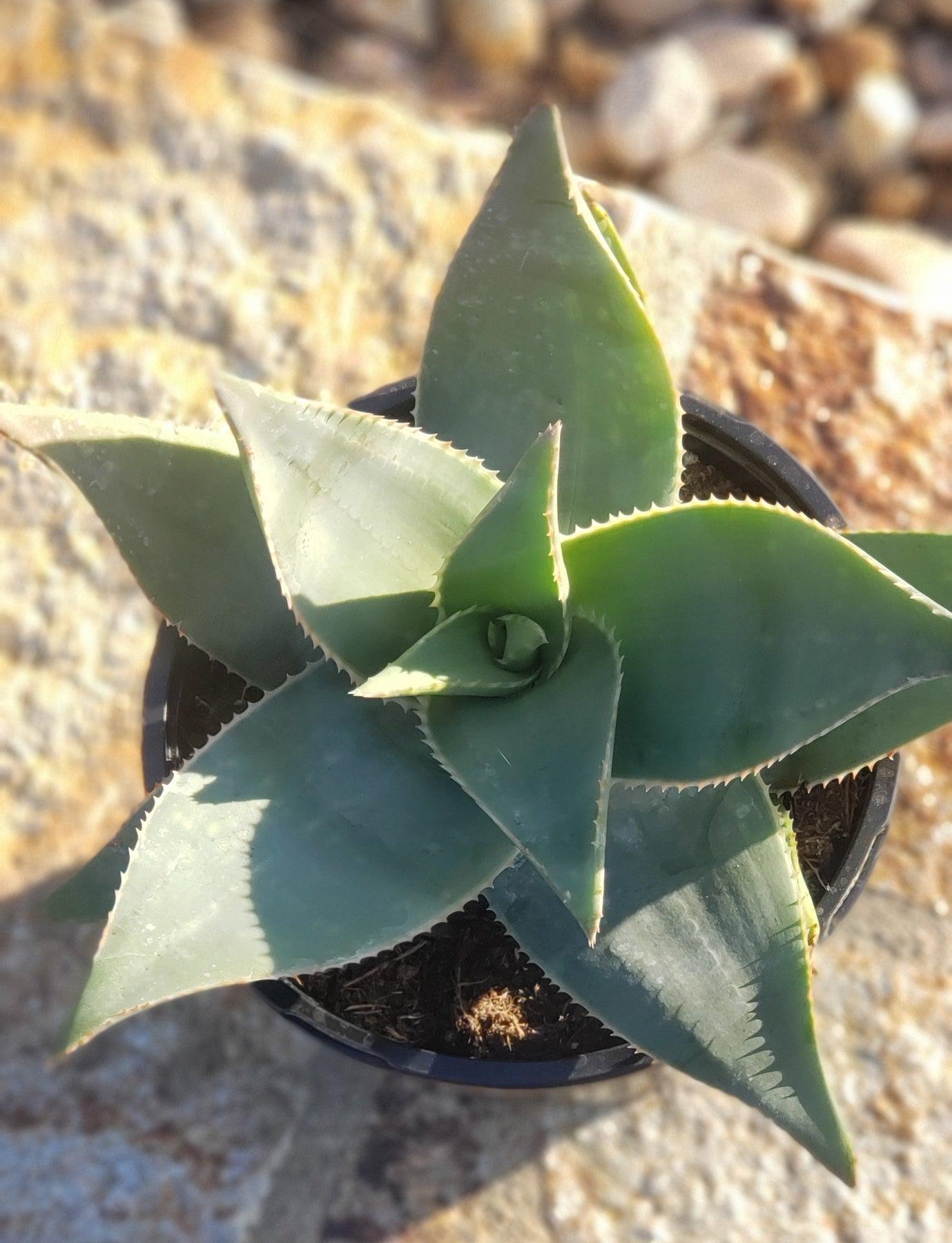 ghosty succulent Ghost Aloe Potted in 1 gallon