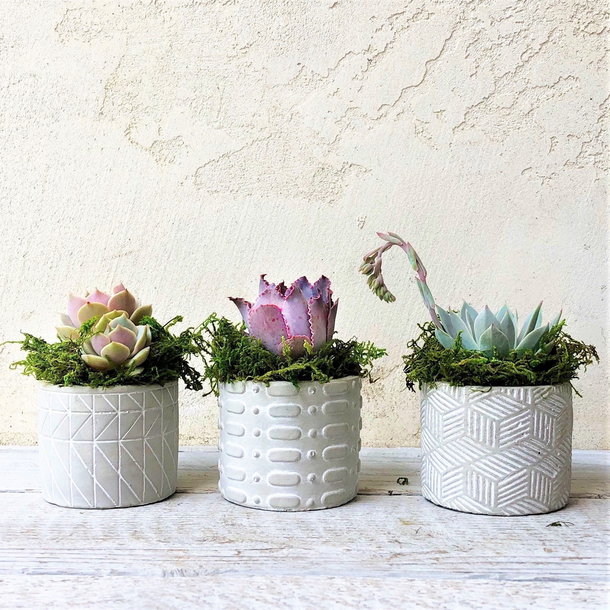 trio of succulents Succulent Arrangement