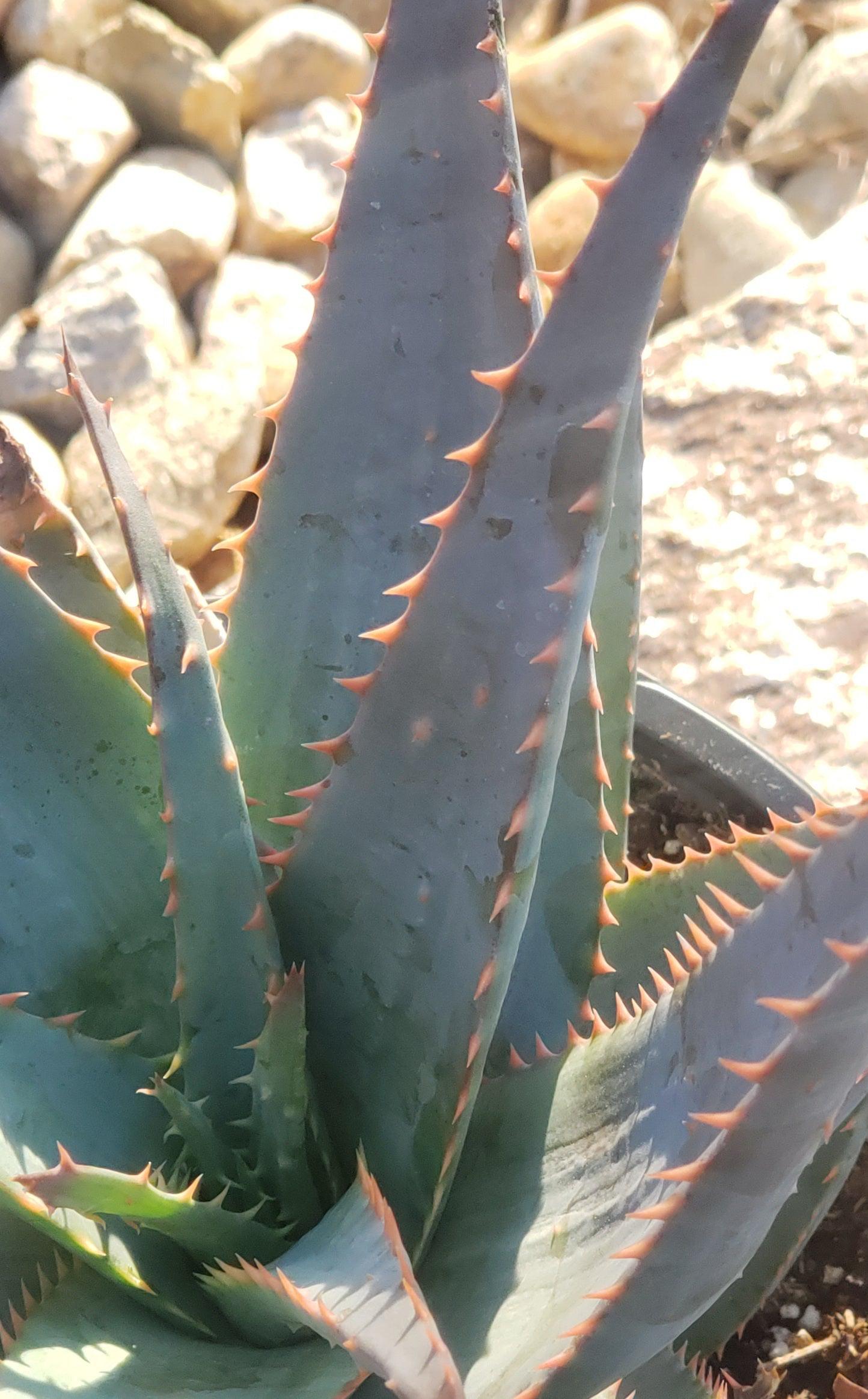Glauca Aloe Potted in 1 gallon-Succulent - Large-The Succulent Source