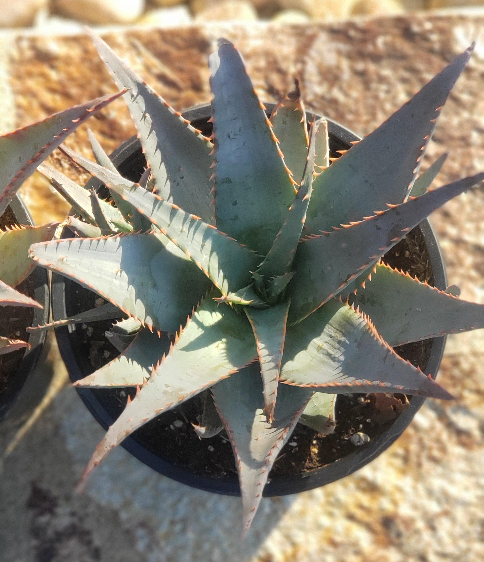 Glauca Aloe Potted in 1 gallon-Succulent - Large-The Succulent Source