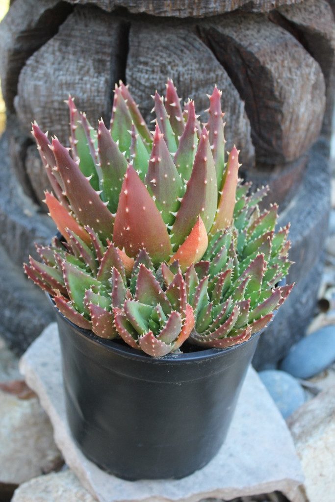 succulent with teeth Gold Tooth Aloe