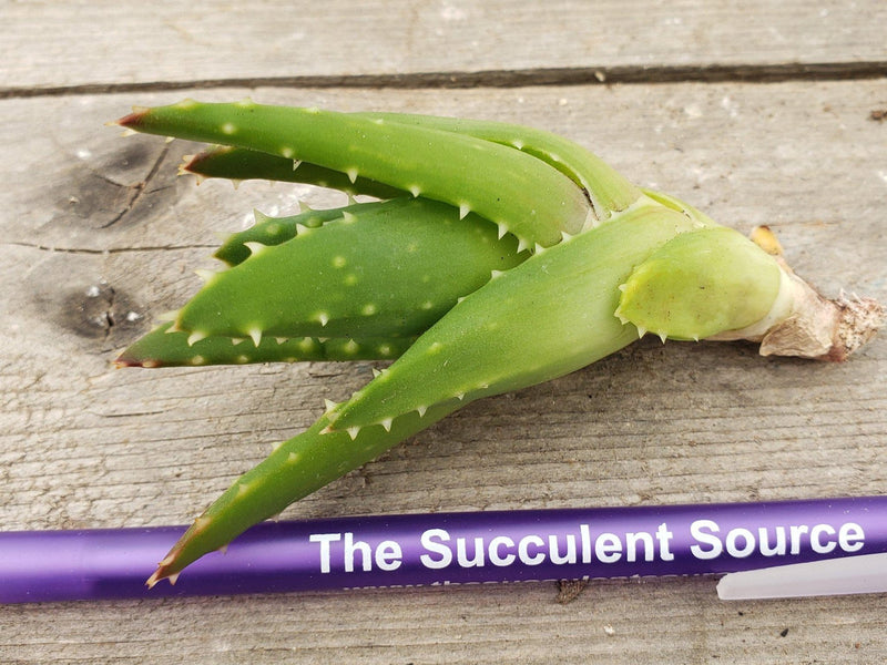Gold Tooth Aloe - "Aloe Nobilis"-Succulent - Large-The Succulent Source