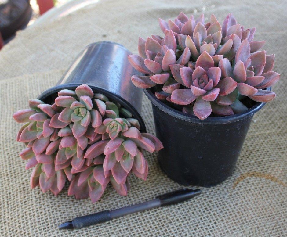 Graptosedum California Sunset 1 quart bulk wholesale succulent prices at the succulent source - 2