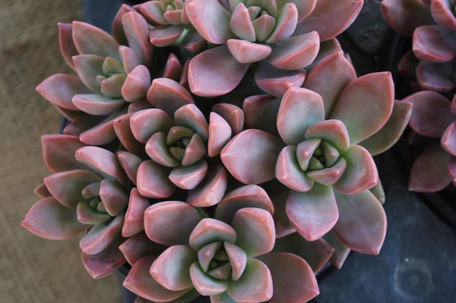Graptosedum California Sunset 1 quart bulk wholesale succulent prices at the succulent source - 1