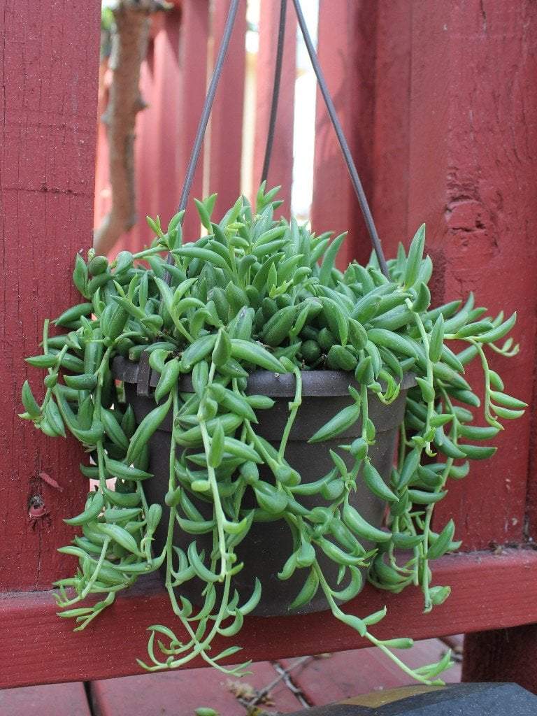 banana plant succulent Hanging String of Bananas