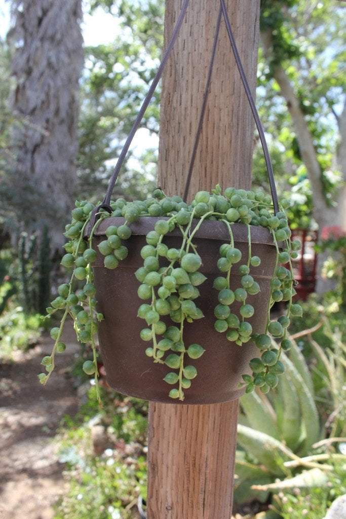 Hanging String of Pearls bulk wholesale succulent prices at the succulent source - 2