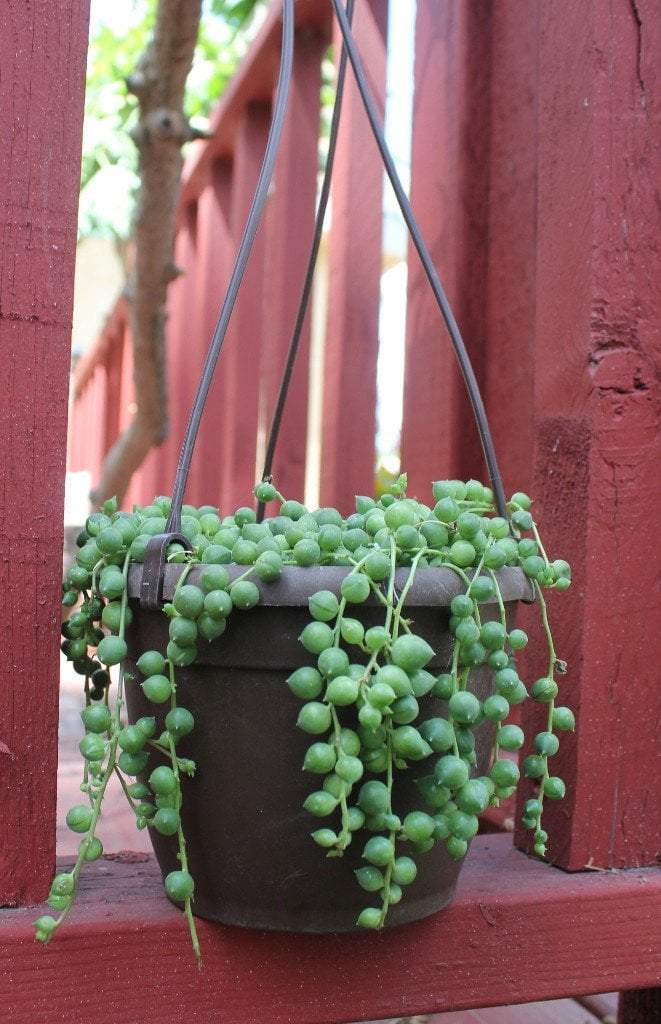 succulent plant string of pearls Hanging String of Pearls