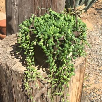 teardrop succulent plant Hanging String of Teardrops