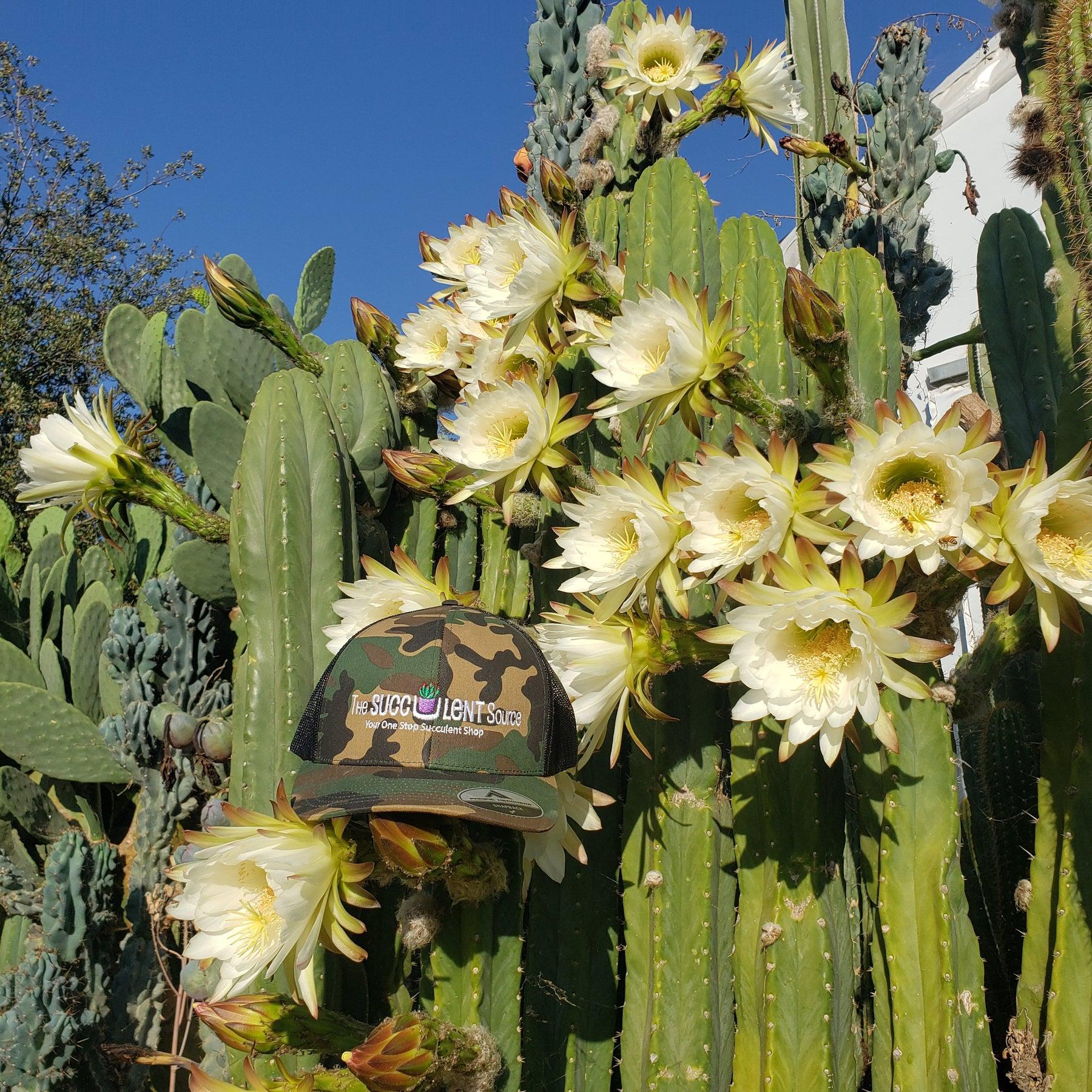 The Succulent Source Hat-Accessory-The Succulent Source