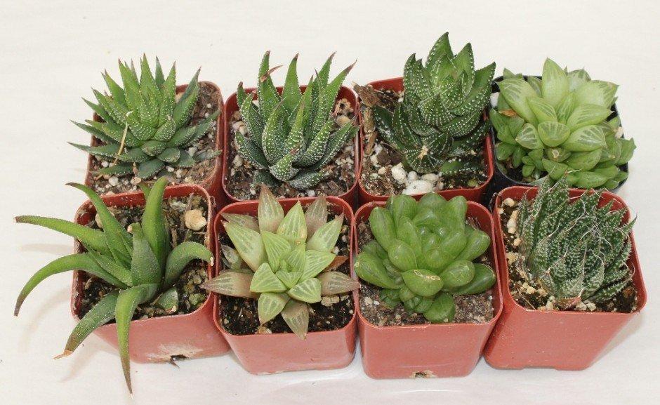 Haworthia Assorted Succulent bulk wholesale succulent prices at the succulent source