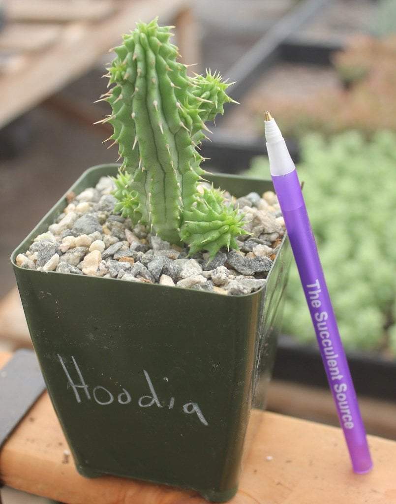 Hoodias & Huernias & Stapelias-Succulent - Small-The Succulent Source