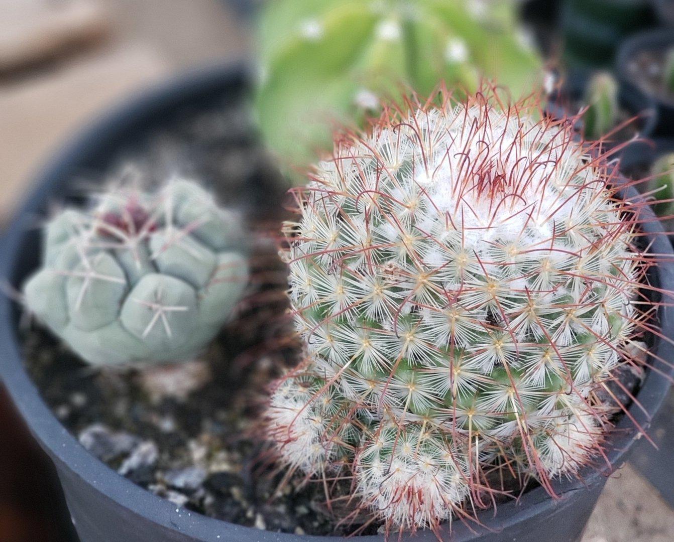 #I-105 EXACT Ornamental Cactus 3 Pack-Cactus - Large - Exact-The Succulent Source
