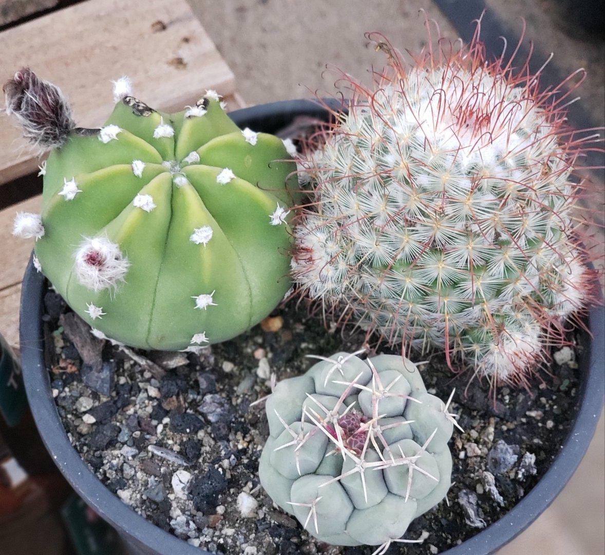 #I-105 EXACT Ornamental Cactus 3 Pack-Cactus - Large - Exact-The Succulent Source