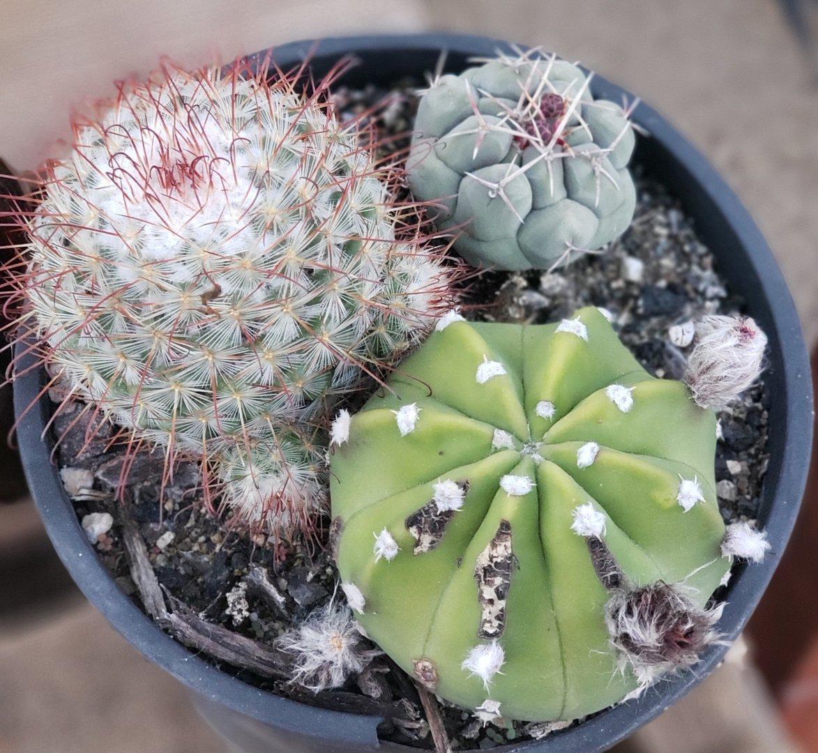 #I-105 EXACT Ornamental Cactus 3 Pack-Cactus - Large - Exact-The Succulent Source