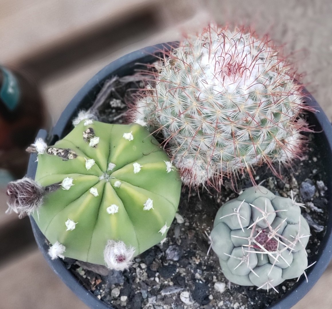 #I-105 EXACT Ornamental Cactus 3 Pack-Cactus - Large - Exact-The Succulent Source