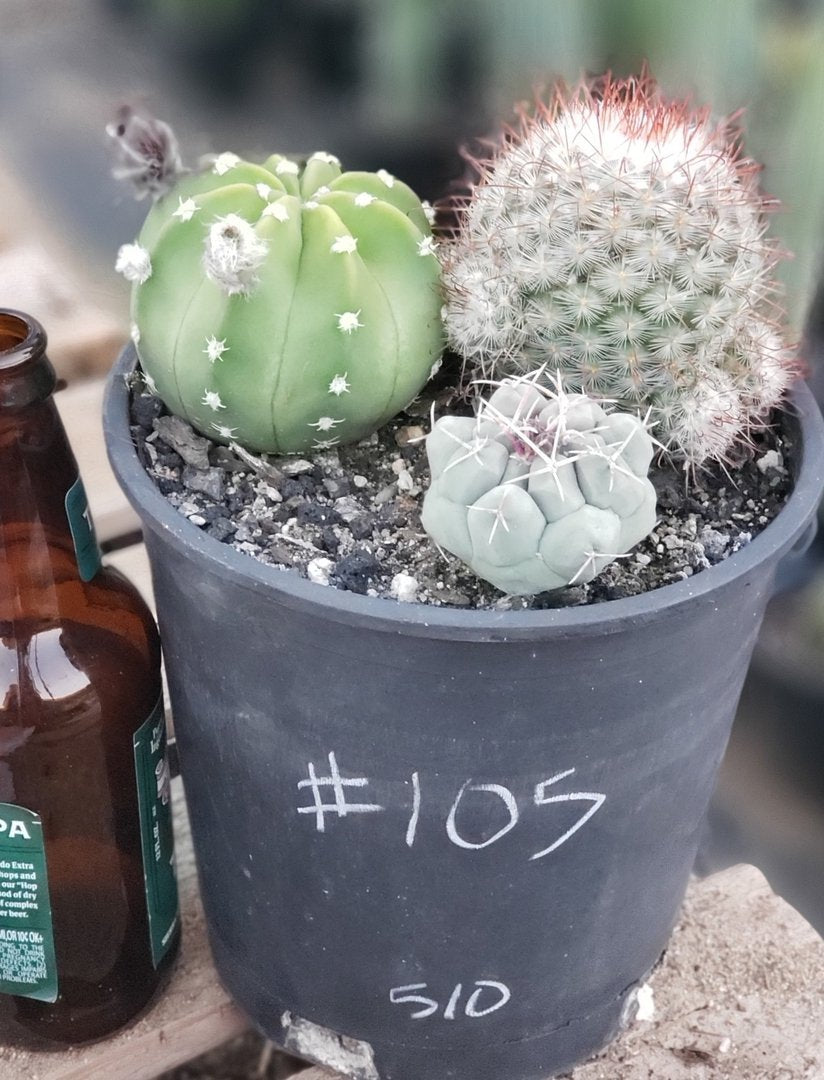 #I-105 EXACT Ornamental Cactus 3 Pack-Cactus - Large - Exact-The Succulent Source