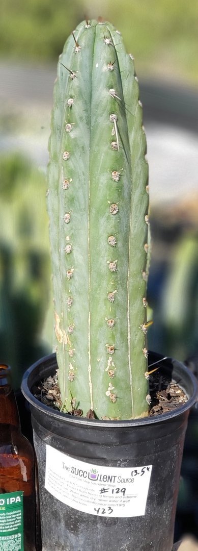 #I-129 Trichocereus Cuzcoensis Ornamental cactus 13.5"-Cactus - Large - Exact-The Succulent Source