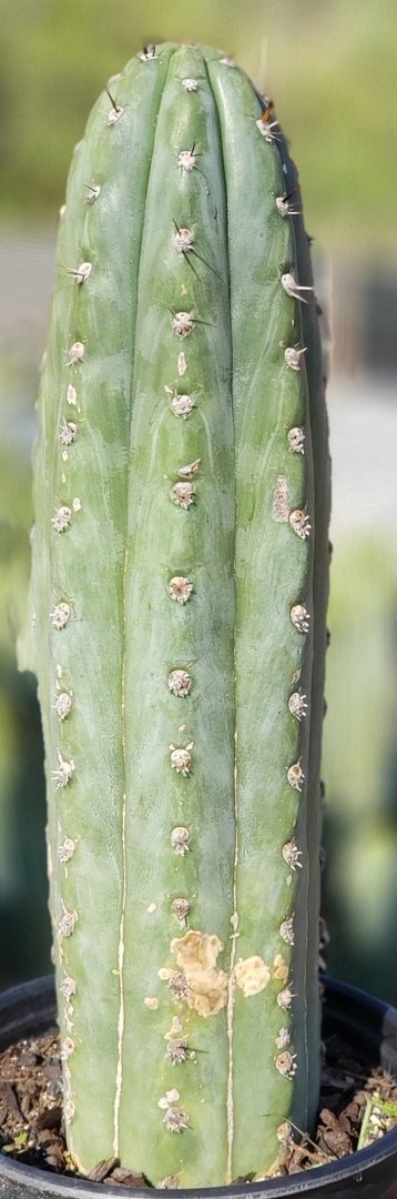 #I-129 Trichocereus Cuzcoensis Ornamental cactus 13.5"-Cactus - Large - Exact-The Succulent Source
