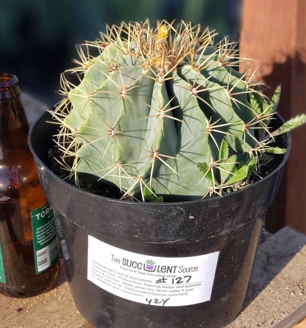 I-132 Ferocactus Glaucescens BlauI-132 Ferocactus Glaucescens Blau  