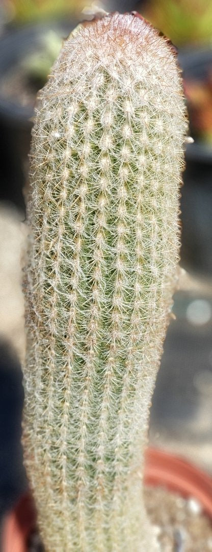 #I-45 Exact Trichocereus ornamental cactus 12.5"-Cactus - Large - Exact-The Succulent Source