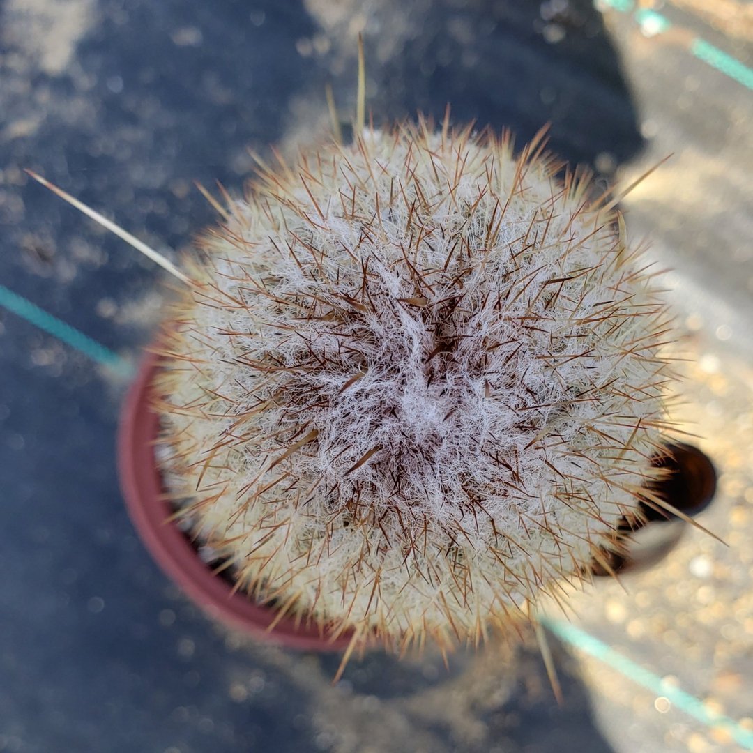 #I-45 Exact Trichocereus ornamental cactus 12.5"-Cactus - Large - Exact-The Succulent Source