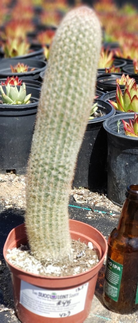 I-45 Exact Espestoa lanata Old Man cactus 12.5