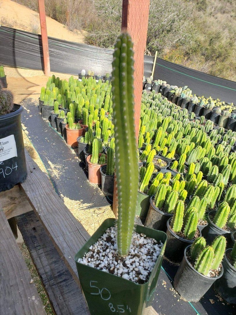 #48 EXACT Yungasocereus inquisivensis Ornamental Cactus 6 to 8"-Cactus - Large - Exact-The Succulent Source