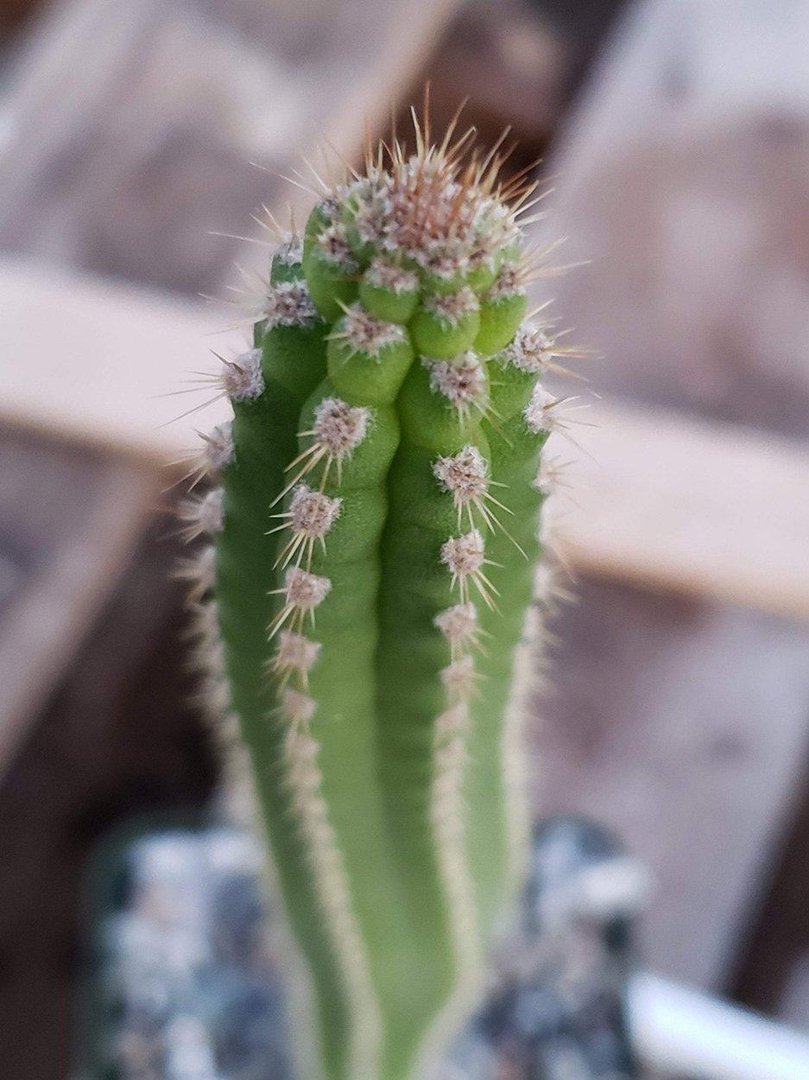 #48 EXACT Yungasocereus inquisivensis Ornamental Cactus 6 to 8"-Cactus - Large - Exact-The Succulent Source