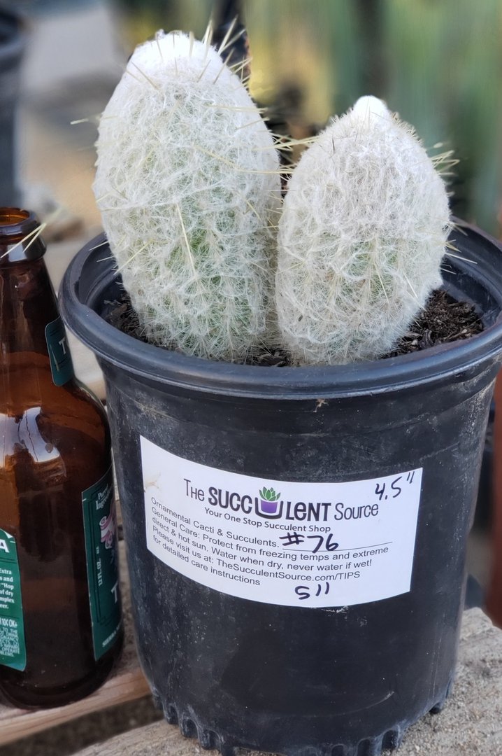 #I-76 Exact Espostoa Snow Pole Cactus 4.5"-Cactus - Large - Exact-The Succulent Source