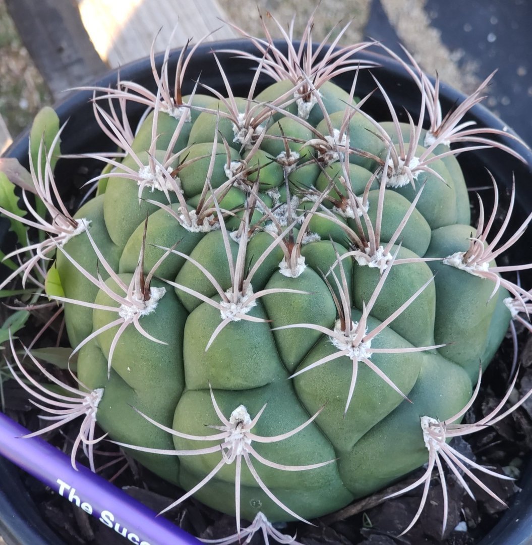 #77 Exact Gymnocalycium Saglione Cactus in 1 gallon-Cactus - Large - Exact-The Succulent Source
