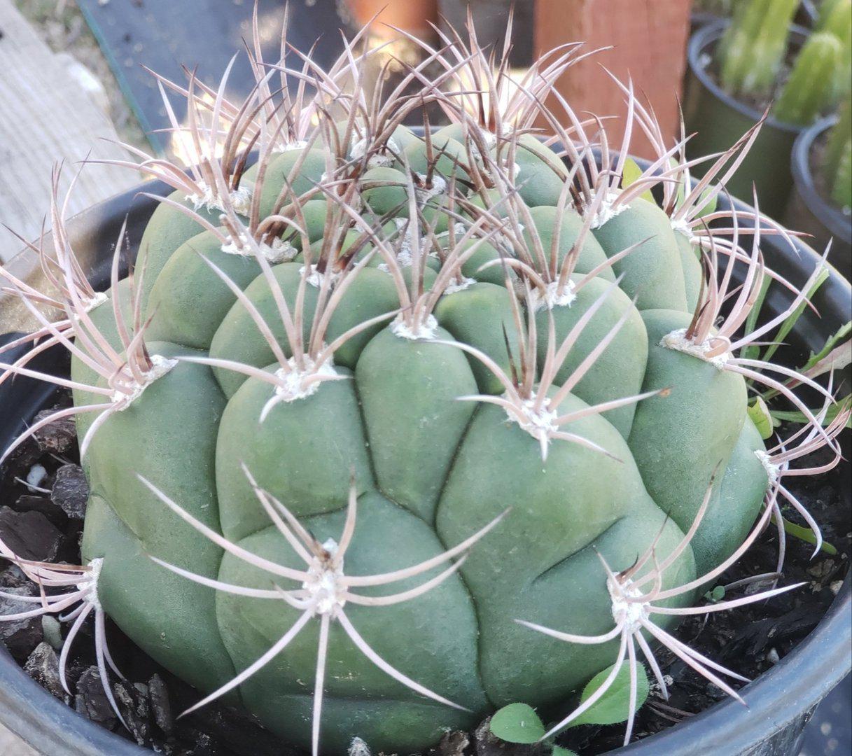 #77 Exact Gymnocalycium Saglione Cactus in 1 gallon-Cactus - Large - Exact-The Succulent Source