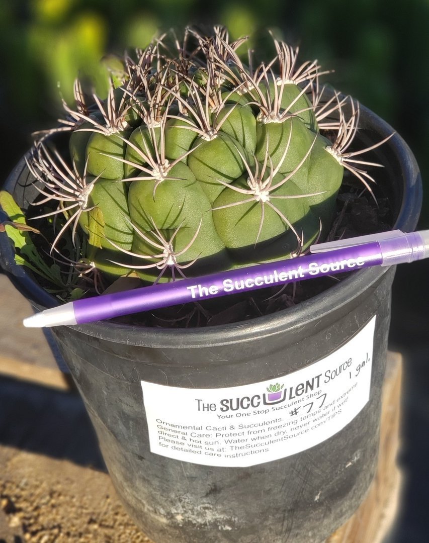 #77 Exact Gymnocalycium Saglione Cactus in 1 gallon-Cactus - Large - Exact-The Succulent Source