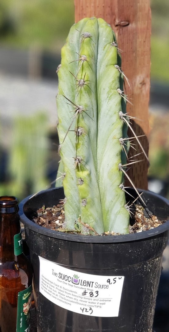 #I-83 exact Trichocereus Ornamental Cactus 9.5"-Cactus - Large - Exact-The Succulent Source